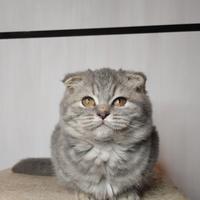 Principe scozzese di razza pura con VACCINAZIONE