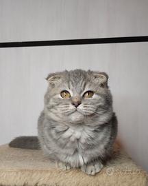 Principe scozzese di razza pura con VACCINAZIONE