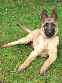 Cucciola pastore belga malinois
