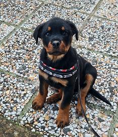 Rottweiler