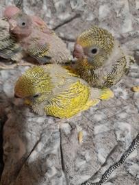 Pappagalli cocorita pulli