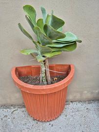pianta grassa in vaso 