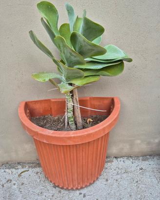 pianta grassa in vaso 