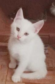 Gattini 