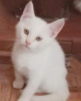 Gattini 