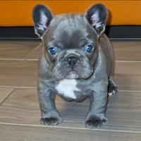 Cuccioli Bulldog francese