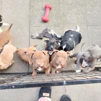 Cuccioli American pit bull terrier