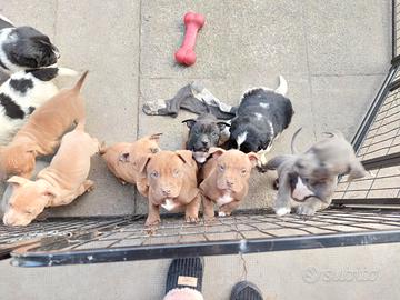 Cuccioli American pit bull terrier