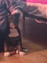 American Pitt bull terrier ukc