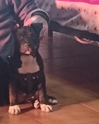 American Pitt bull terrier ukc