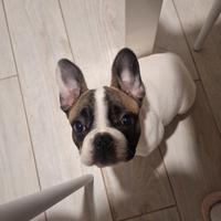 Cucciola bulldog francese