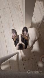 Cucciola bulldog francese