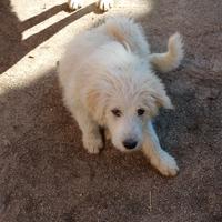 Cucciolo pastore abruzzese