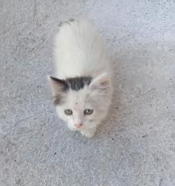 Gattini