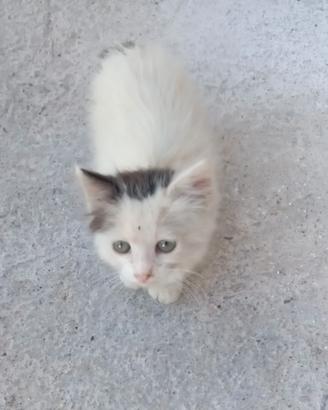 Gattini