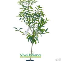 Pianta di Kumquat o Mandarino Cinese