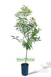 Pianta di Kumquat o Mandarino Cinese