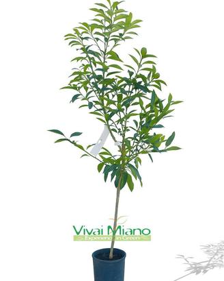 Pianta di Kumquat o Mandarino Cinese