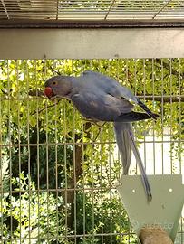 Parrocchetti dal collare