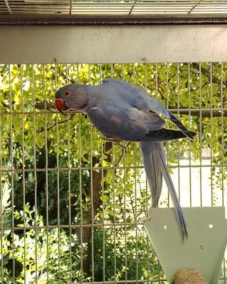 Parrocchetti dal collare