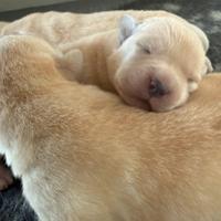Cucciolo di Labrador biondi con pedigree