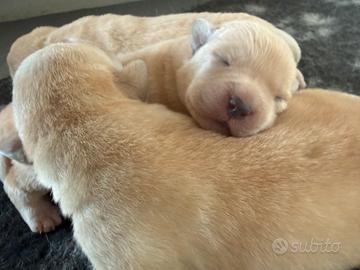 Cucciolo di Labrador biondi con pedigree