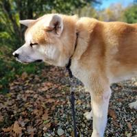 Akita inu