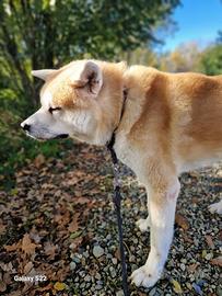 Akita inu