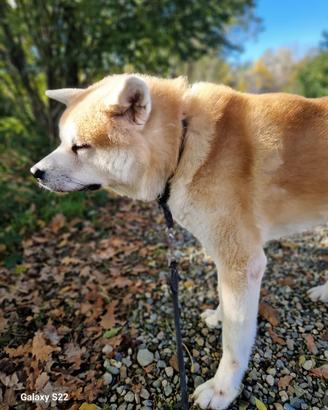 Akita inu