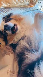 Pastore australiano per monta