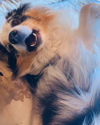 Pastore australiano per monta