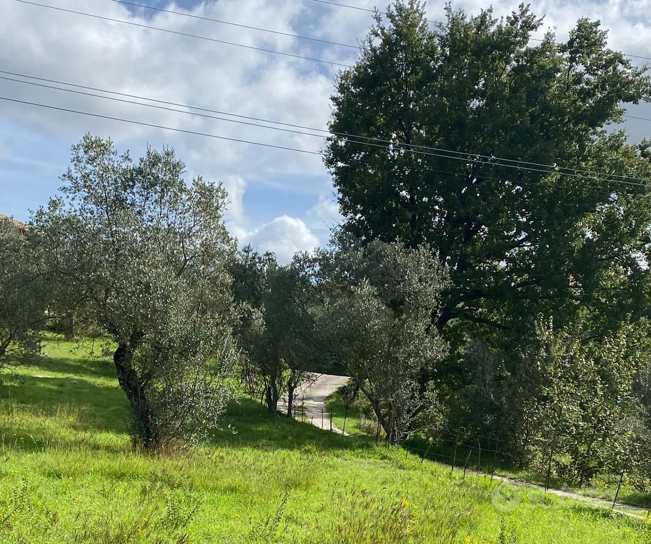 Uliveto - Vista 2