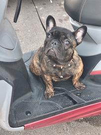 Bulldog francese