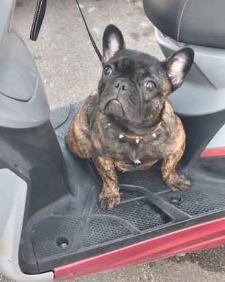 Bulldog francese