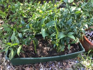 Piantine di Ruscus racemosus