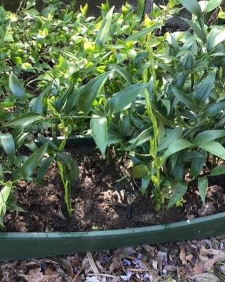 Piantine di Ruscus racemosus