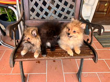 Cuccioli della Pomerania