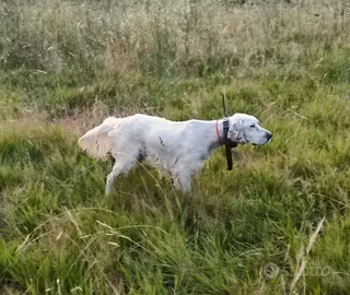 Setter