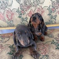 Bassotti marrone e arlecchino