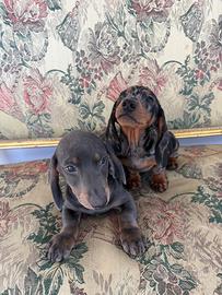 Bassotti marrone e arlecchino