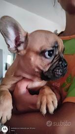 cuccioli bulldog francese 