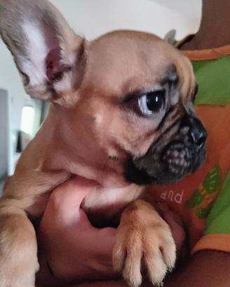 cuccioli bulldog francese 