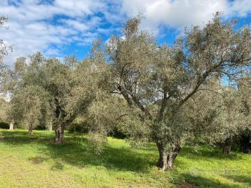 Uliveto a Riola Sardo