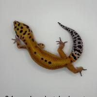 Geco leopardino