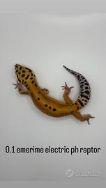 Geco leopardino