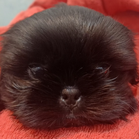 Cucciolo shih-tzu shitzu shihtzu con pedegree