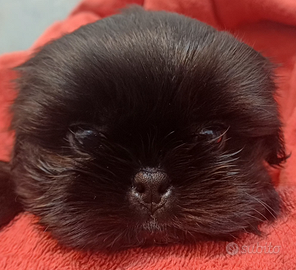 Cucciolo shih-tzu shitzu shihtzu con pedegree