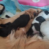 Cuccioli di cocker spaniel inglese