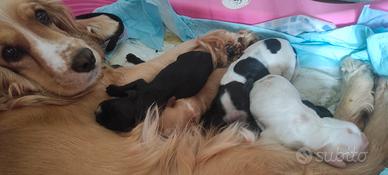 Cuccioli di cocker spaniel inglese