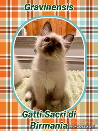 Cucciolini di Gatto sacro di Birmania